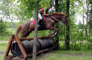Beau Thoroughbred de 9 ans, 16 mains 1!  