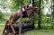 Beau Thoroughbred de 9 ans, 16 mains 1!  