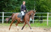 jument hannonvrien croisée (non enrg)