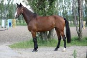 Jument Holsteiner par Contender à VENDRE/LOUER