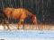 Magnifique hongre TB /  potentiel chasseur ou...