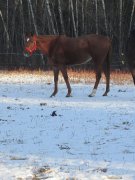 Magnifique hongre TB /  potentiel chasseur ou dressage ! :)