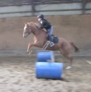 Magnifique hongre TB /  potentiel chasseur ou dressage ! :)