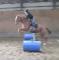 Magnifique hongre TB /  potentiel chasseur ou...