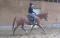 Magnifique hongre TB /  potentiel chasseur ou...