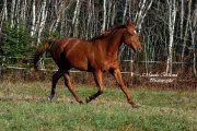 Magnifique hongre TB /  potentiel chasseur ou dressage ! :)