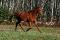Magnifique hongre TB /  potentiel chasseur ou...