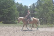 quarter horse, 15 ans, palomino