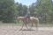 quarter horse, 15 ans, palomino