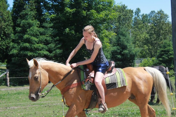 quarter horse, 15 ans, palomino