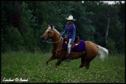 quarter horse, 15 ans, palomino