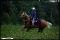 quarter horse, 15 ans, palomino
