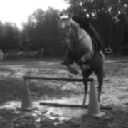 quarter horse, 15 ans, palomino