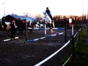 Kuffy, poney de sport irlandais à vendre