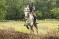 Kuffy, poney de sport irlandais à vendre