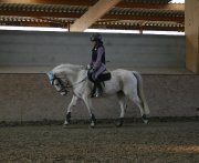 Kuffy, poney de sport irlandais à vendre
