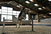 Kuffy, poney de sport irlandais à vendre