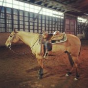 Cheval Reining 9 ans