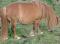 Jument miniature double enr. possiblement gestante