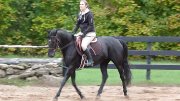 Jument Oldentburg/Thoroughbred