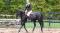Jument Oldentburg/Thoroughbred