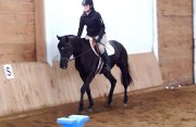 Jument Oldentburg/Thoroughbred