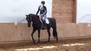 Jument Oldentburg/Thoroughbred
