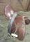 selle a vendre!!!