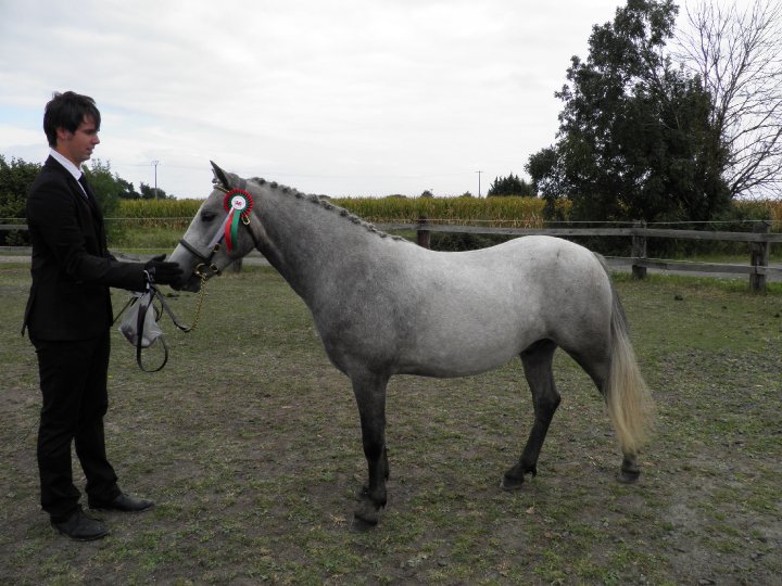 hongre welsh K 129cm PP 3ans idéal toutes disciplines