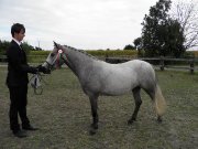 hongre welsh K 129cm PP 3ans idéal toutes...