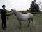 hongre welsh K 129cm PP 3ans idéal toutes...