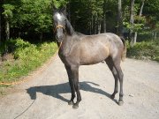 Cheval Andalou 