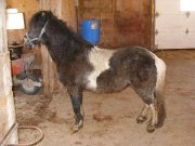 poney a vendre