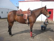 cheval de reining