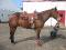 cheval de reining