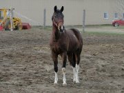 Paint horse 15,1 de 3 ans non enr. à vendre