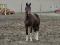 Paint horse 15,1 de 3 ans non enr. à vendre