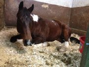 Paint horse 15,1 de 3 ans non enr. à vendre