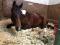 Paint horse 15,1 de 3 ans non enr. à vendre