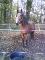 Jument trotteuse de 10 ans a vendre