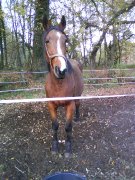 Jument trotteuse de 10 ans a vendre