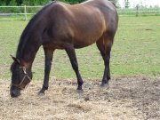 Demi-pension dressage