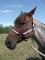 licol rose pricesse, grandeur large poney
