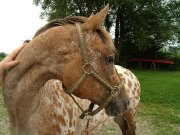 Jument appaloosa léopard plein papiers