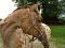 Jument appaloosa léopard plein papiers