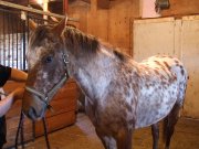 Jument appaloosa léopard plein papiers