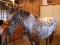 Jument appaloosa léopard plein papiers