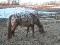 Jument appaloosa léopard plein papiers