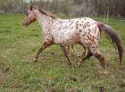 Jument appaloosa léopard plein papiers