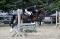 WoW! Grand poney pour compés! Faites-une offre!